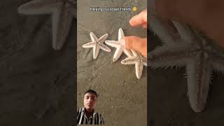 ocean beach travel Starfish music animals fish oceanrescue ocean vairalshort youtube [upl. by Gwendolin990]