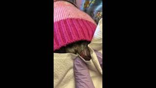 Anal sac abscess in a dog How I treat them [upl. by Ivad520]