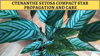 Ctenanthe Setosa Compact Star Propagation [upl. by Mitman234]