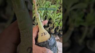 buy adenium plant from plant nursery kolkata all india home delivery [upl. by Airun]