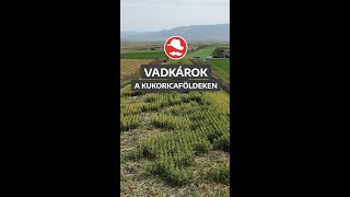 Vadkarreels [upl. by Enoed]