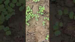 Rocket salad seedling Alhamadulliah harvesting salad organicgardening shorts foryoufyp [upl. by Enitsud]