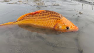 Jumbo Toy Assamble is livevideo  Traditional village boy fish catching video in River 2024 [upl. by Lhamaj]