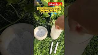 Use chalk stick as calcium fertilizer improveplantgrowth [upl. by Nosmirc747]