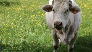 La charolaise de bourgogne  La Maison du Charolais [upl. by Nytsuj]