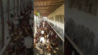 Misree Hen Farming in Pakistan [upl. by Swayder253]