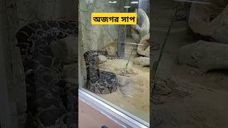 অজগর সাপ python snake🐍 😭 pythonsnake snake shortfeed Sm Alone Vlog National Zoological park Delhi [upl. by Baptlsta781]