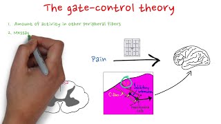 The gatecontrol theory [upl. by Des]