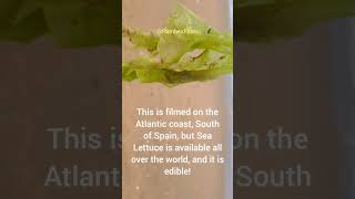 Some info about a Sea Lettuce Ulva Lactuca Seaweed spain beach sea RambexFilms [upl. by Leitman]