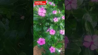 Catharanthus roseus [upl. by Georgianne]