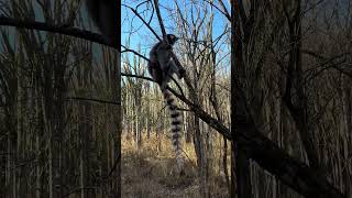 These ring tailed lemurs use their tails to communicate with the rest of their mob or family 🤠🌍 [upl. by Ecnatsnoc]