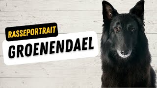 Groenendael  Ursprung Charakter Training Haltung [upl. by Yorel]