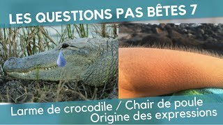 Les Questions Pas Bêtes 7  Larme de crocodileChair de poule origine des expressions animalières [upl. by Mllly899]