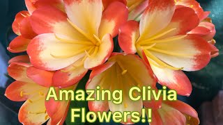 Worldclass clivias  Clivias4africa [upl. by Callas]