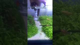 My first Aquascape setup back in 2021 aquascape aquascaping fish fengshui [upl. by Lerraj]