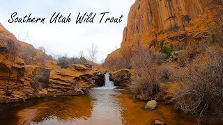 Southern Utah Wild Trout Near Arches amp Bryce Canyon Natl Parks [upl. by Bakemeier]