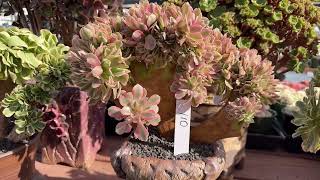 Super sale Aeonium beautiful crest at Mimi’s nursery 7144891876 [upl. by Nylemaj879]