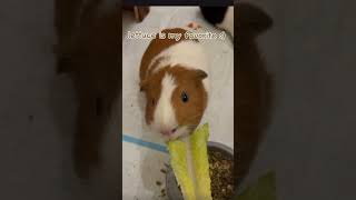 ✨smores is doing an asmr✨ viral guineapig asmr shorts [upl. by Terrence]