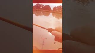 Method Feeder Fishing [upl. by Tildi44]