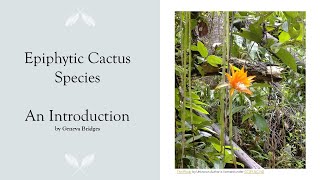 Epiphytic Cactus Species Part 1 Tribe Hylocereeae [upl. by Terrill]