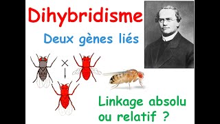 DihybridismeDeux gènes liéslinkage absolu ou relatif [upl. by Ecargyram]