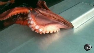 Octopus Houdini  Outrageous Acts of Science [upl. by Lisan]