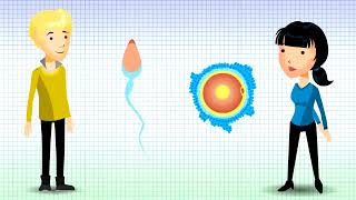 Understanding Chromosomal Translocation  Reciprocal Translocation v12 [upl. by Attiuqehs]