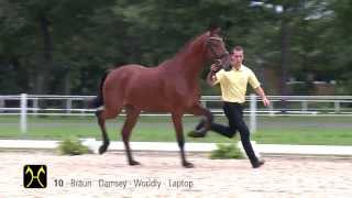 Hanoverian Stallion Licensing and Sales  CatalogNo 10 [upl. by Nylrahc]