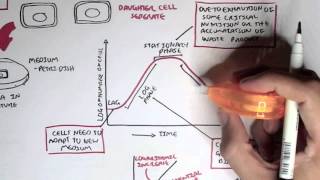 Microbiology  Bacteria Growth Reproduction Classification [upl. by Assilat]