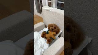 it’s bath time puppy poodle asmr pets viral funny dog doglife [upl. by Meesak]