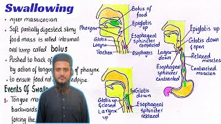 Swallowing process  peristalsis and antiperistalsis  digestion in oral cavity  class 11 [upl. by Ennaitsirk]