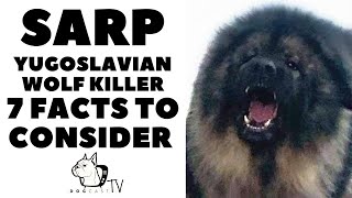 Before You Buy a Dog  SARPLANINAC  7 facts before you choose them DogCastTV [upl. by Llewxam]