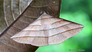 Moth Mimicking a Dead Leaf  Watch it Move Away at The End [upl. by Acirrehs]