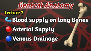 Blood supply of long bones Venous Drainage of long Bones lecture 7 General Anatomy [upl. by Sherurd]