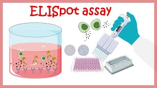 Elispot assay  assay to determine cytokine producing cells [upl. by Ardnosal677]