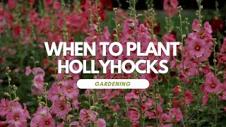 When To Plant Hollyhocks [upl. by Aylsworth624]