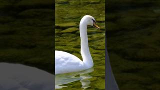 quotGraceful Swan Facts Natures Majestic Waterfowl birds facts [upl. by Emmalyn]