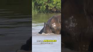 Descubre el MUNDO de los MANATÍES gigantes del agua manatee curiosidades shorts oceano [upl. by Crawley]