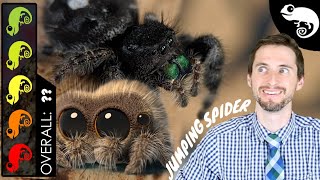 Lucas The Spider  Jumping Spider The Best Pet Arachnid [upl. by Sabah]