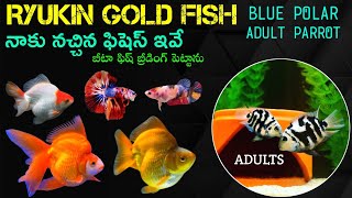 RYUKIN GOLD FISHS  BREEDING SIZE BLUE POLAR PARROT FISHS  NEMO CANDY BETTA FISH BREEDING [upl. by Ruddy633]