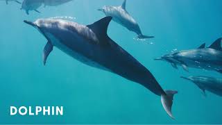 Learn Aquatic Mammals Names and Sounds  Names of Sea and River Mammals for Kids Children [upl. by Camilia]