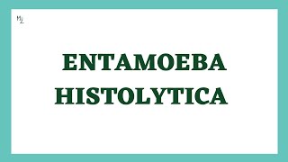 Entamoeba histolytica life cycle  morphology  Laboratory diagnosis  full explained  medzukhruf [upl. by Eiramanig690]