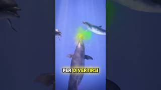 ECCO COME SI DIVERTONO I DELFINI credits ​⁠zackdfilms [upl. by Neelloc51]