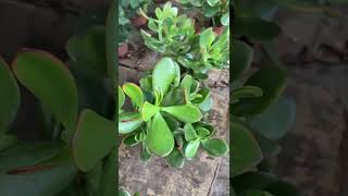 Crassula Plant [upl. by Ydaf889]