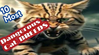 Top 10 most Dangerous cat Breeds in the world [upl. by Mihe]