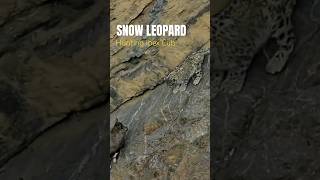 Snow Leopard Hunting  Winter Spiti Expedition  Nikon India  4K Video  Wild Wonders Expeditions [upl. by Fitton732]