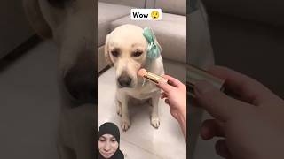 Beautiful dogs🥰🤩funnycutedogsgreenscreenreaction [upl. by Naegem163]