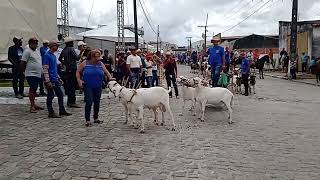 MAIS VIDEO DA FESTA DE CARRO DE BOI DE TOMAR DO GERU SERGIPE 2024 🦌🐏🐴👍 [upl. by Albertina]