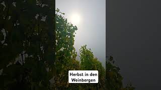 Mosel  Weinberge im Nebel 20 Oktober 2024 weinsberg [upl. by Nunes]