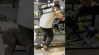 Pitbull 🔥🤬treadmill practice 👌🏼✅ pitbulldog doglover breed dog video shorts yt [upl. by Nodyroc]